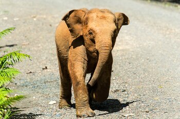 Más de 45,000 especies están