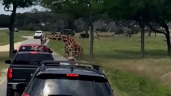 La jirafa soltó a la