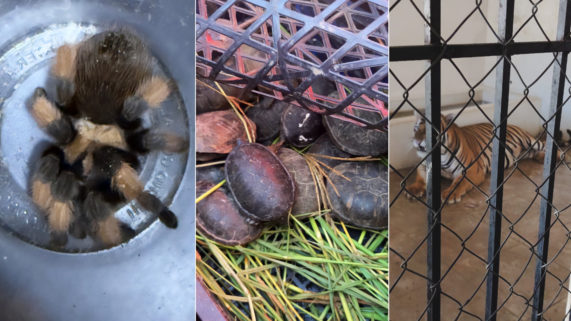 Más de 70 tarántulas, 20 tortugas y dos tigres de bengala fueron asegurados por Profepa en Chihuahua y Sinaloa. (Profepa)