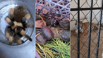 Más de 70 tarántulas, 20 tortugas y dos tigres de bengala fueron asegurados por Profepa en Chihuahua y Sinaloa