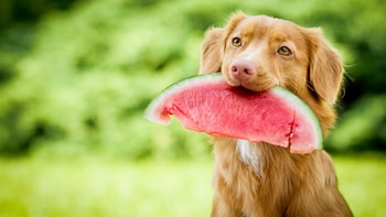 La sandia es muy biena