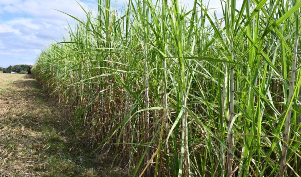 Récord exportador más allá de la soja: economías regionales impulsan nuevos ingresos para el agro argentino