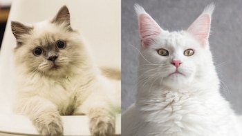 Ragdoll a la izquierda y