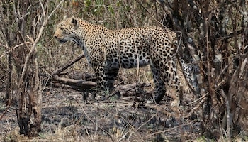 Un leopardo en una reserva