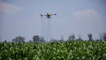 Con drones, sensores para el sudor de las plantas y robots que ordeñan vacas, así se enseña agronomía en el Tec de Monterrey