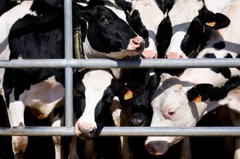 Unas vacas miran desde un corral en la granja Cirio Agricola, ya que el conflicto en Ucrania está teniendo grandes repercusiones en el mercado de las materias primas agrícolas, afectando al sector ganadero italiano, muy dependiente de las importaciones de países extranjeros, en Piana di Monte Verna, Italia, el 16 de marzo de 2022. Imagen tomada el 16 de marzo de 2022. REUTERS/Guglielmo Mangiapane