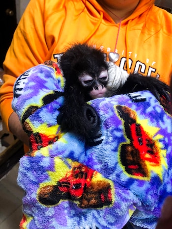 Un mono araña era transportado