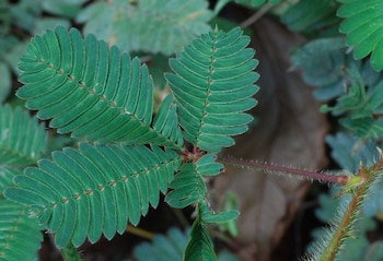 Mimosa pudica. (Wikipedia)