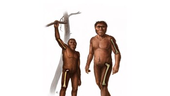 La fuerza de los huesos revela cómo cambió la forma de moverse de los primeros humanos