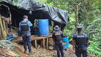 Hallan 70 mil arbustos de coca en Tela y el mapa del narcotráfico comienza a extenderse por el Caribe hondureño