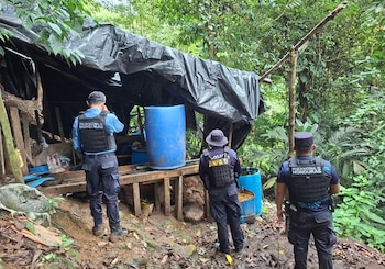 Colón y Olancho habían concentrado la mayoría de los hallazgos de cultivos de coca en Honduras. (FOTO: Policía Nacional)