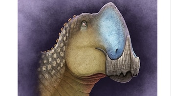 Descubren nueva especie de dinosaurio