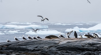 Aves marinas y pingüinos en rocas costeras junto a una foca. Agua con bloques de hielo flotando bajo cielo nublado en las islas Heard y McDonald.