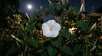 Flor blanca abierta con hojas verdes sobre un enrejado de madera, capullos sin abrir y la luna llena en el cielo nocturno.
