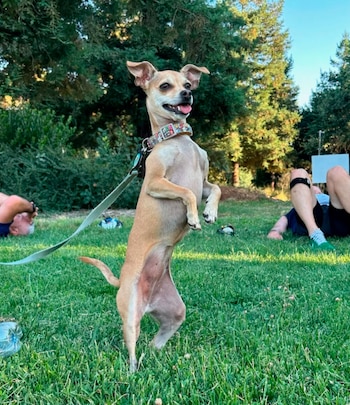 Owens analiza el lenguaje corporal