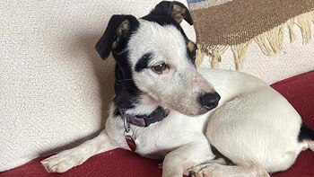 La canina se quedó por