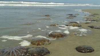 Las proliferaciones de especies nativas