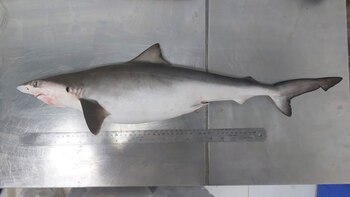 Encontraron cocaína en los tiburones