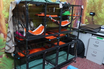 Gran jaula metálica de varios niveles con camas y hamacas naranjas y verdes. Al lado, un archivador gris y un ventilador. Fondo con papel tapiz de árboles