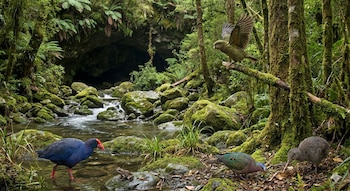 En la Moa Eggshell Cave