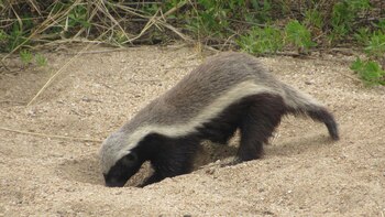 Tejón melero (Mellivora capensis)