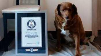Un perro con 30 años