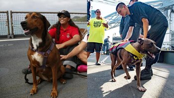 Los dos perros después de