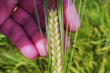Beatriz INTA suma rendimiento, tolerancia al frío y buena sanidad. La nueva cebada cervecera busca ampliar opciones productivas y mejorar competitividad en el país agrícola (inta)