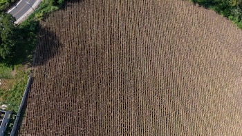 (Foto cortesía Ministerio de Agricultura)