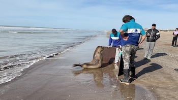 Un lobo marino en la orilla de una playa arenosa es observado por dos personas con uniformes de la Fundación Mundo Marino. El océano y el cielo azul son visibles de fondo