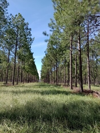 La madera argentina se destaca