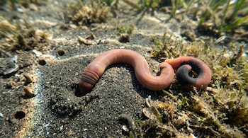 Un gusano rosado sobre arena oscura bajo el agua, con vegetación marina y pequeños organismos flotantes alrededor.