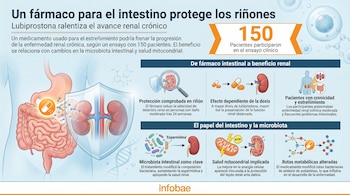 Infografía horizontal sobre lubiprostona que muestra un intestino, riñones, moléculas, bacterias y mitocondrias, con texto sobre sus efectos renales.