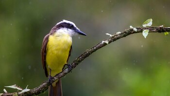 Científicos revelan las canciones que