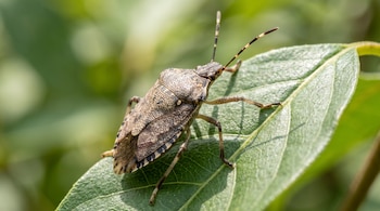 Un insecto de cubierta marrón moteada y antenas a franjas se apoya sobre la hoja verde de una planta.