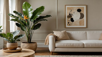 Las plantas grandes y fáciles de cuidar que transforman tu living