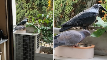 Quiso espantar a las palomas con un cuervo de plástico, pero ocurrió lo inesperado