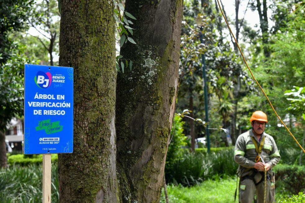 La alcaldía Benito Juárez toma medidas preventivas para evitar accidentes con árboles en sus parques durante la temporada de lluvias. (Foto: alcaldía Benito Juárez)