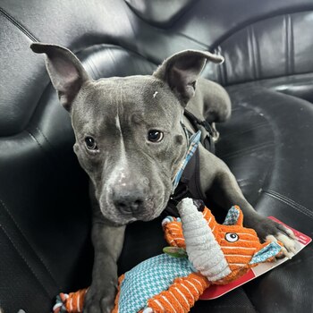 Chester llegó en agosto de