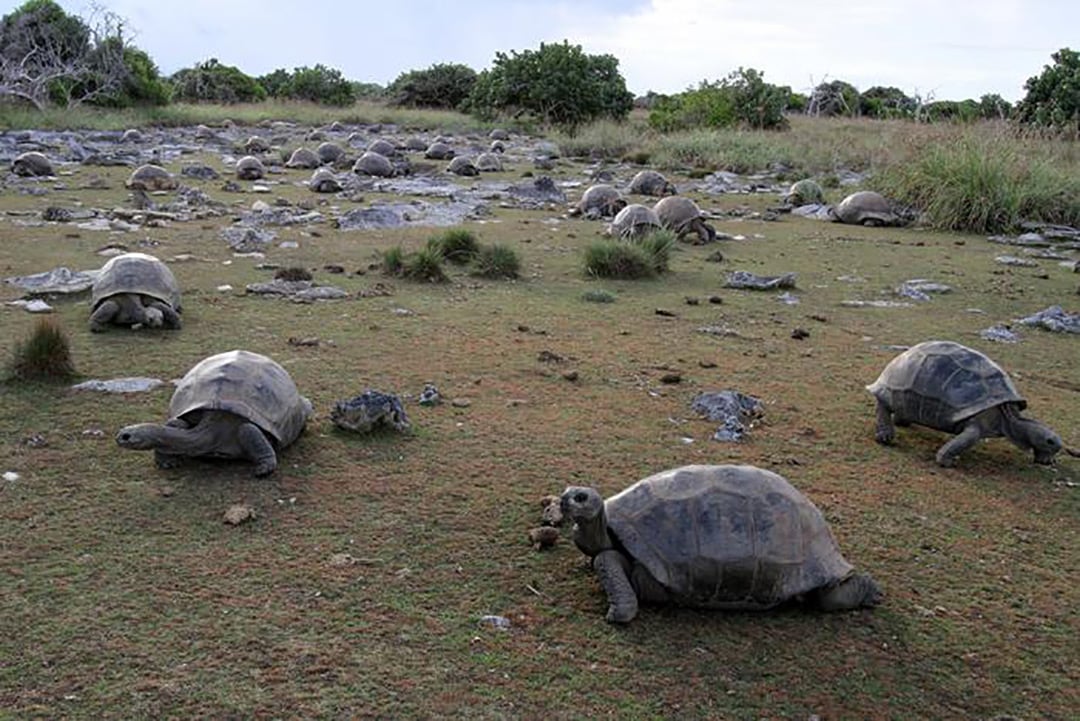 El estudio combinó observaciones de campo con un modelo estadístico para calcular los ejemplares no detectados en la reserva (Photo courtesy of Dennis Hansen)