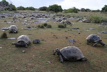 El estudio combinó observaciones de campo con un modelo estadístico para calcular los ejemplares no detectados en la reserva (Photo courtesy of Dennis Hansen)