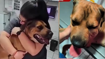 Choco está en busca de