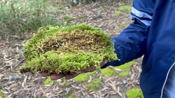 Un monitoreo constante y campañas