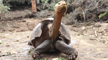 Investigadores argentinos descubren que las