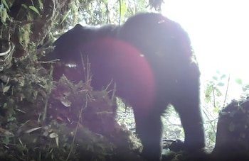 La protección del oso andino