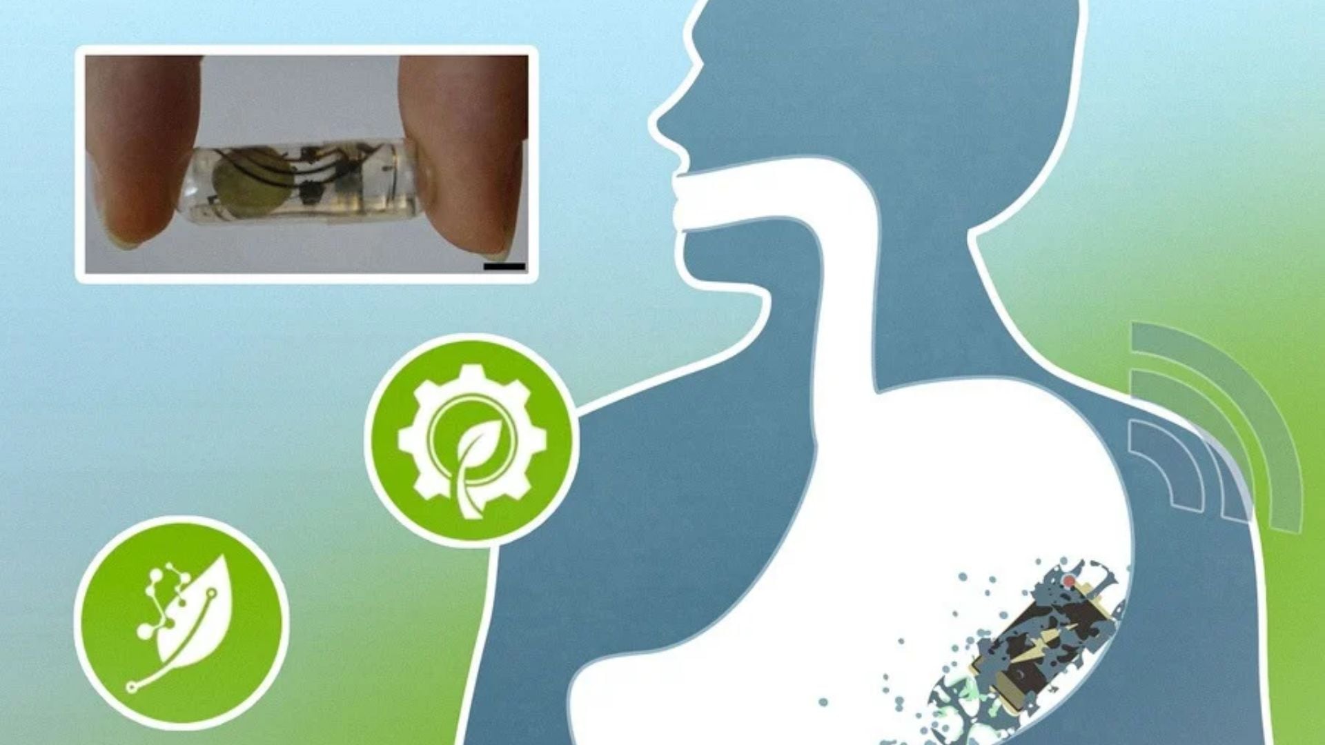 Investigadores del MIT desarrollaron una batería biorreabsorbible de magnesio y trióxido de molibdeno que se disuelve en el organismo (Imagen: Cortesía de los investigadores / MIT News)