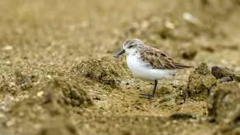 A nivel mundial existen menos