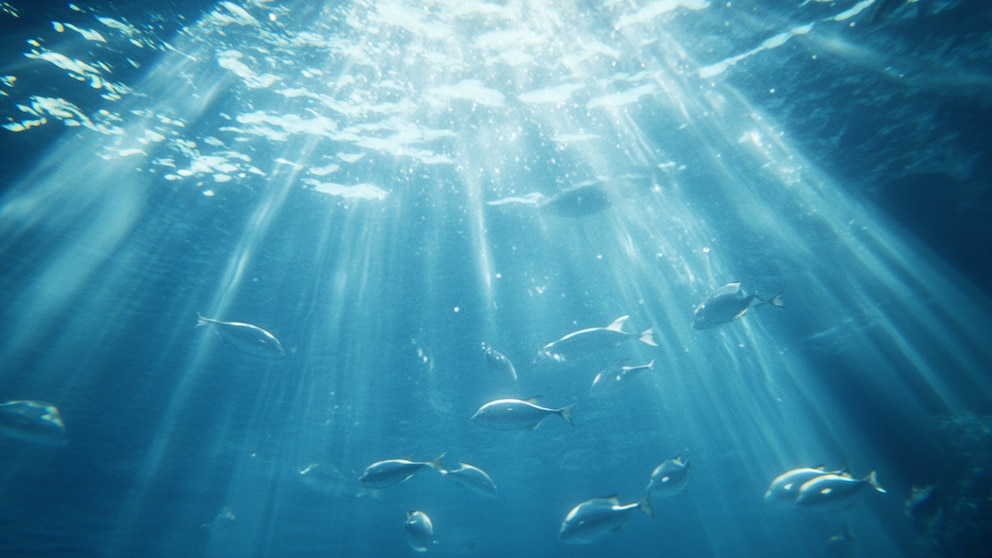 La captura de carbono en océanos y su impacto inesperado en la biodiversidad marina