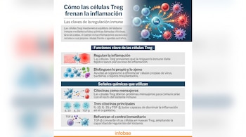 Infografía con título 'Cómo las células Treg frenan la inflamación', ilustraciones de células, citocinas IL-10, IL-35, TGF-β, y texto explicativo.