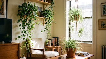 Una sala de estar amueblada con un sillón, mesa de centro, televisor, estanterías de madera, y varias macetas con plantas colgantes y de mesa cerca de una ventana.